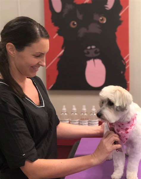 smoochi|Dog daycare, grooming services , 